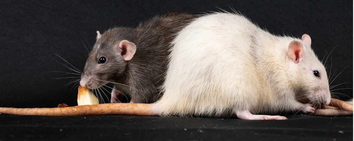 Image of mice